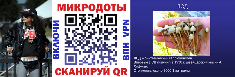 Галлюциногенные грибы Psilocybe  Каргополь 